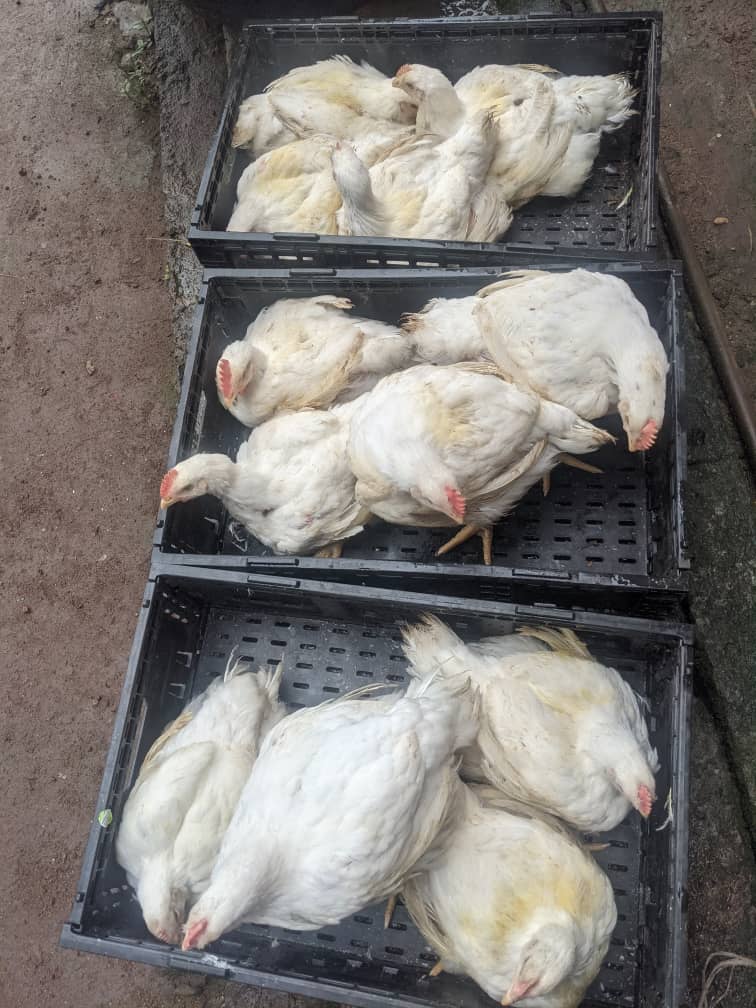 Fresh chicken added to family protein kits